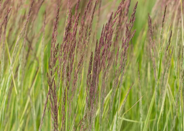 Calamagrostis x acutiflora 'Overdam'