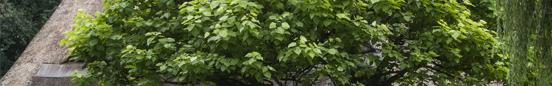 GS503752.jpg