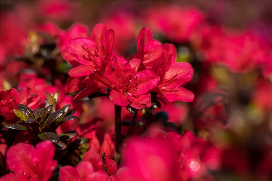 Rhododendron obt.'Maruschka' - GartenBaumschule Whrle