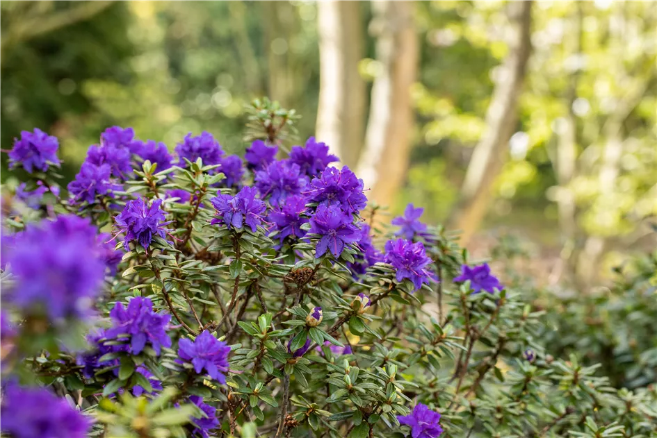 Rhododendron impeditum 'Azurika' - GartenBaumschule Whrle