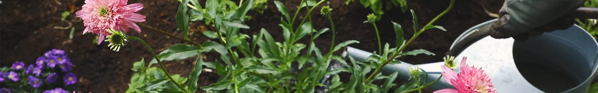 Sonnenhut - Einpflanzen im Garten (thumbnail).jpg