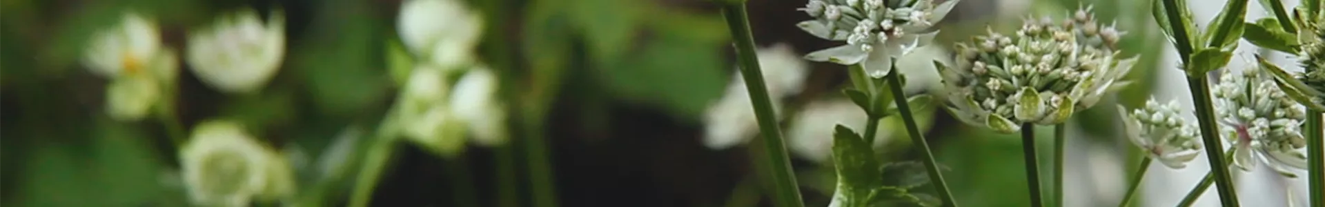 Sterndolde - Einpflanzen im Garten (Thumbnail).jpg