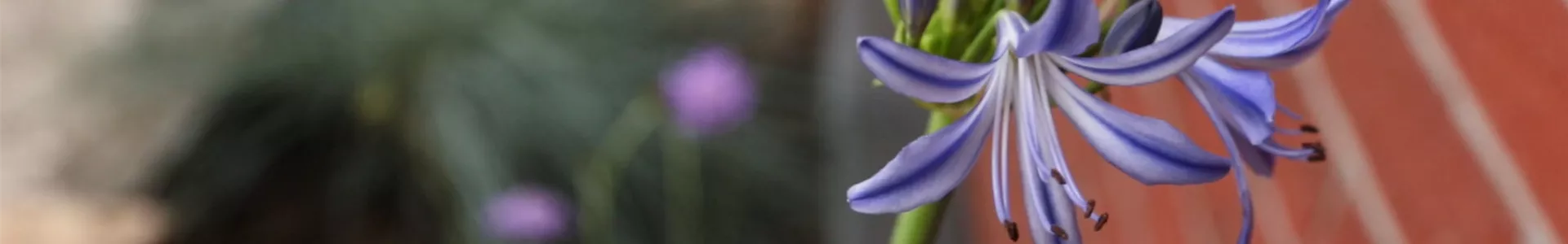Schmucklilie - Einpflanzen in den Garten (thumbnail).jpg