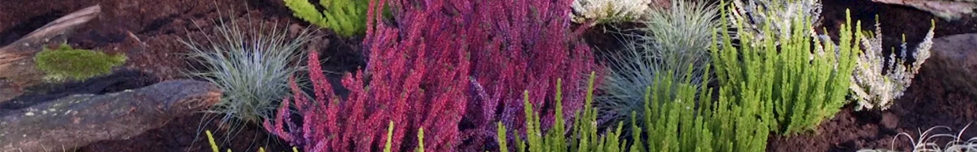 Ein Heidegarten anlegen (Thumbnail).jpg Ein Heidegarten anlegen (Thumbnail).jpg