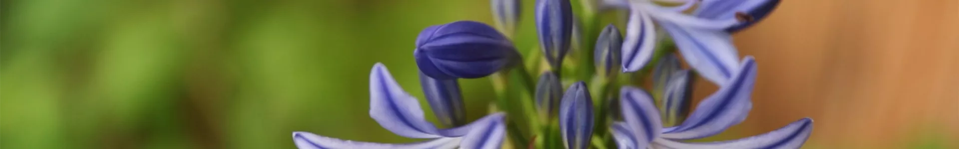 Afrikanische Schmucklilie - Einpflanzen in ein Gefäß (Thumbnail).jpg