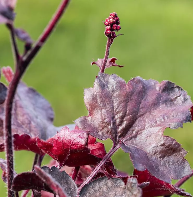 Silberglöckchen - Einpflanzen im Garten