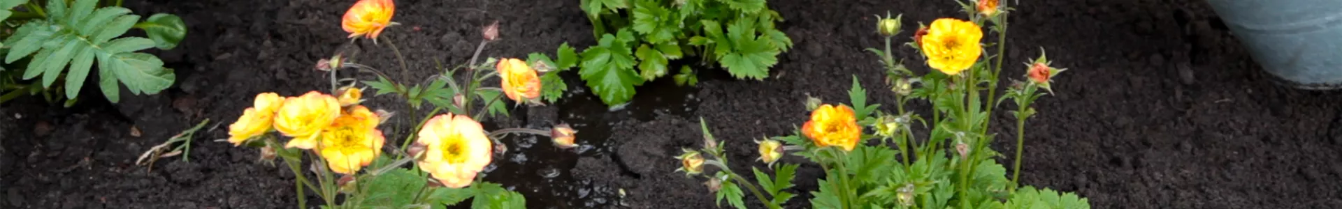 Nelkenwurz - Einpflanzen im Garten (thumbnail).jpg Nelkenwurz - Einpflanzen im Garten (thumbnail).jpg