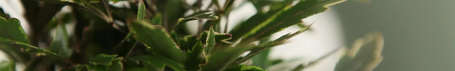 Fingeraralie - Einpflanzen in ein Gefäß (Thumbnail).jpg