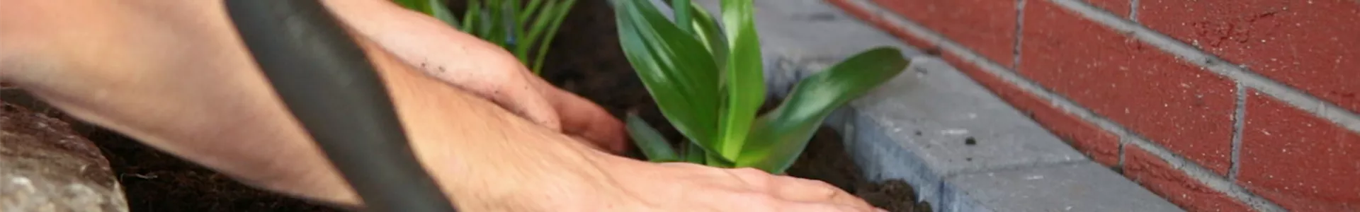 Milchstern - Einpflanzen in den Garten (Thumbnail).jpg