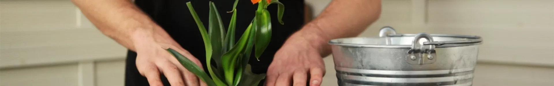 Milchstern - Einpflanzen in ein Gefäß (Thumbnail).jpg