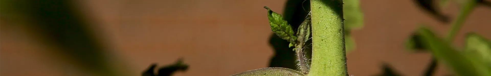 Tomaten - Ausgeizen (thumbnail).jpg