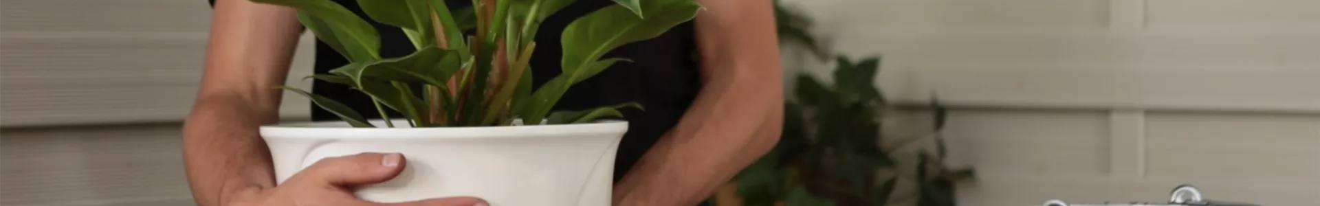 Philodendron - Einpflanzen in ein Gefäß (thumbnail).jpg