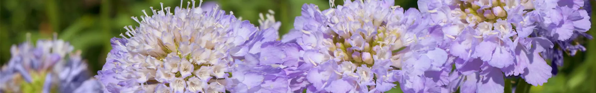 Taubenskabiose - Einpflanzen im Garten (Thumbnail).jpg
