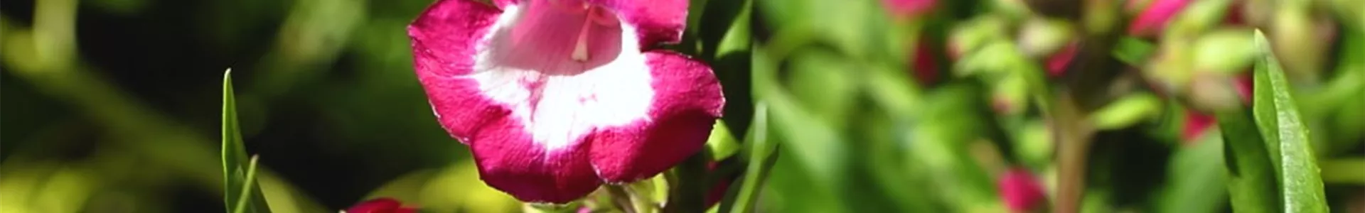 Bartfaden - Einpflanzen im Garten_.jpg