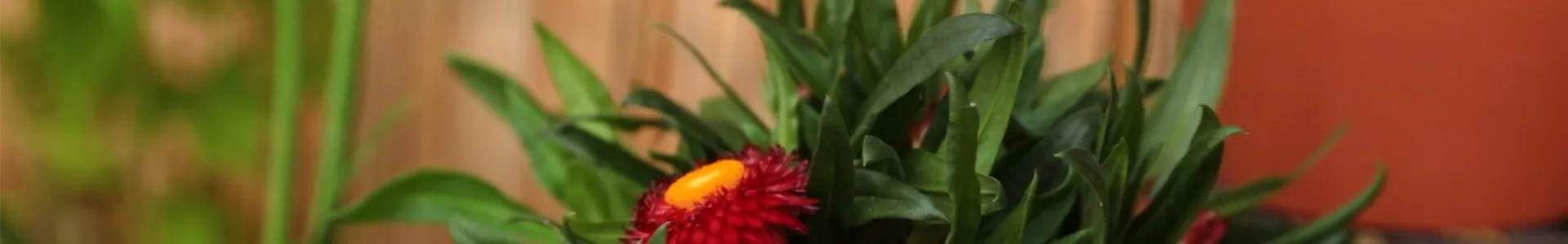 Garten-Strohblume - Einpflanzen in ein Gefäß (Thumbnail).jpg