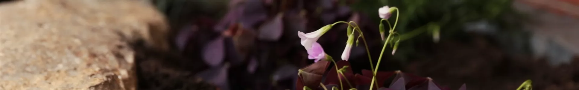 Glücksklee - Einpflanzen im Garten (Thumbnail).jpg