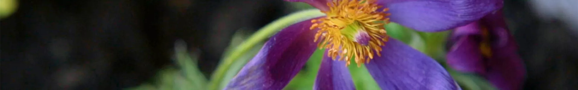 Küchenschelle - Einpflanzen im Garten (Thumbnail).jpg Küchenschelle - Einpflanzen im Garten (Thumbnail).jpg