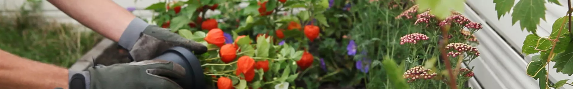 Physalis - Einpflanzen in den Garten (DE - Thumbnail).jpg Physalis - Einpflanzen in den Garten (DE - Thumbnail).jpg