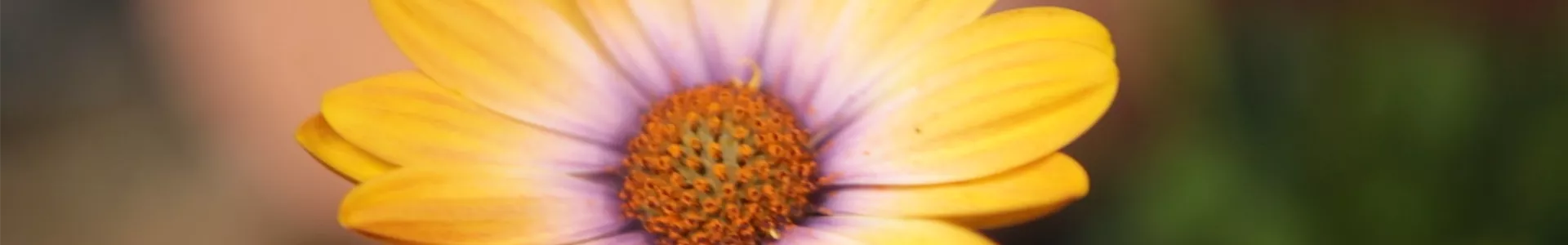Kapkörbchen - Einpflanzen in den Garten (Thumbnail).jpg