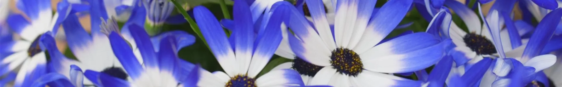 Aschenblume - Einpflanzen im Garten (Thumbnail).jpg