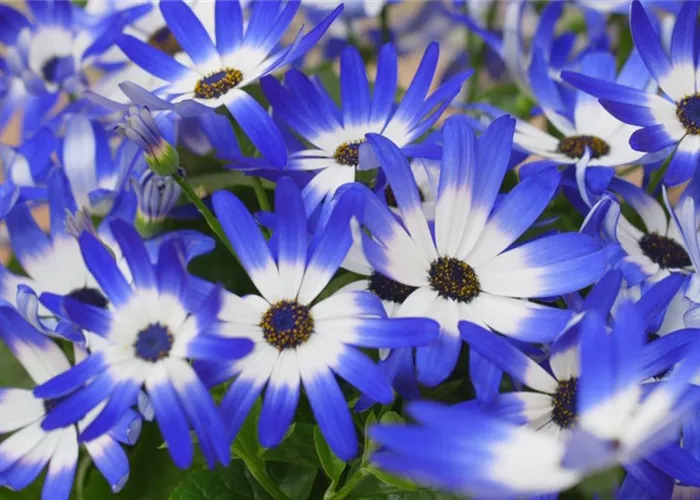 Aschenblumen - Einpflanzen im Garten