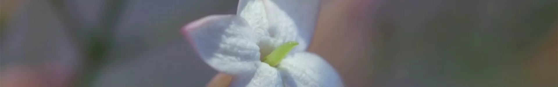 Zimmerjasmin - Einpflanzen in ein Gefäß (Thumbnail).jpg