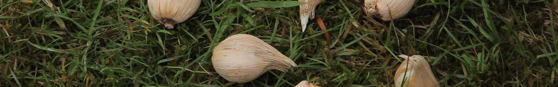 Netzblatt-Schwertlilie - Blumenzwiebeln einpflanzen (thumbnail).jpg