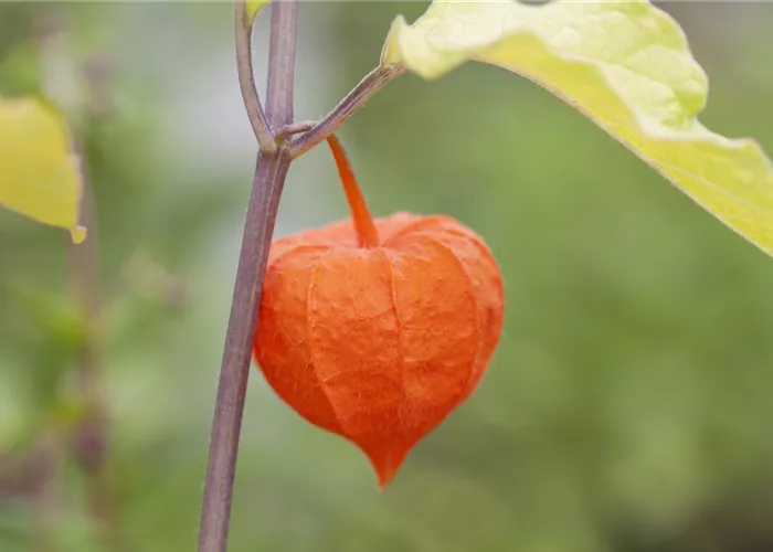 Exotische Früchte gedeihen auch im eigenen Garten