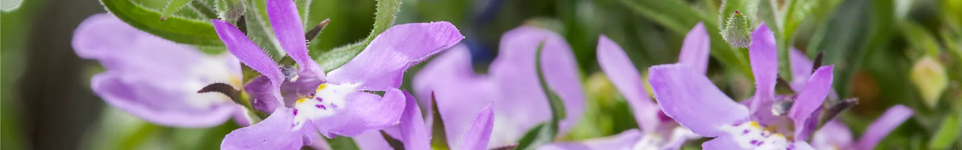 GS524968.jpg GS524968.jpg