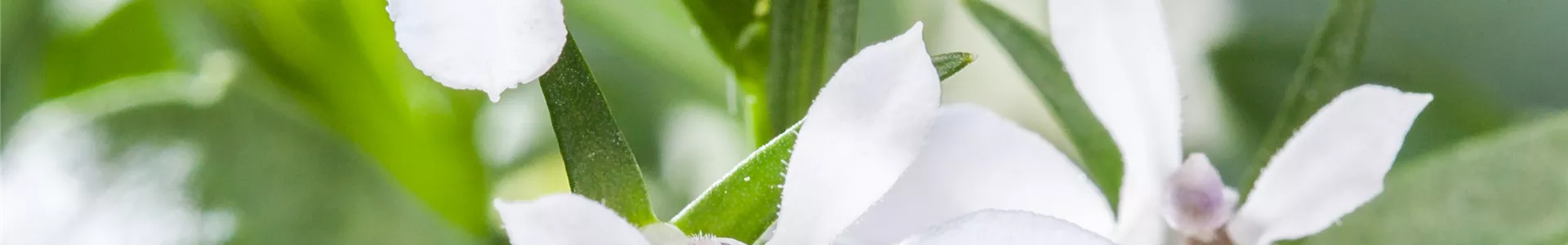 GS524965.jpg GS524965.jpg