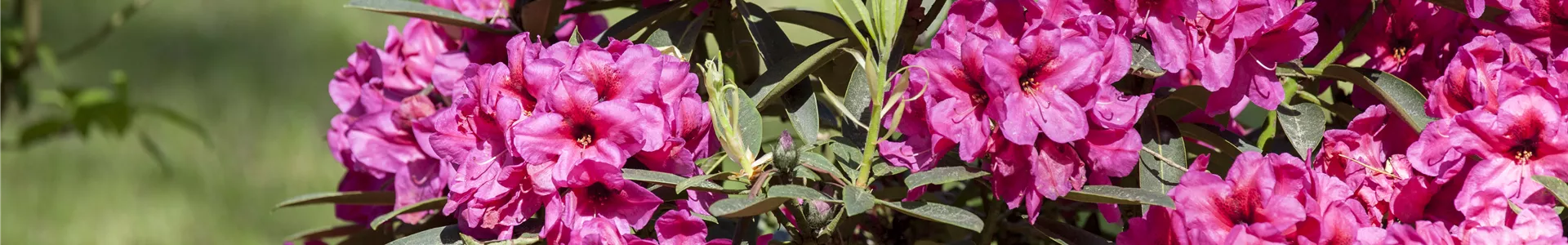 GS428998.jpg GS428998.jpg