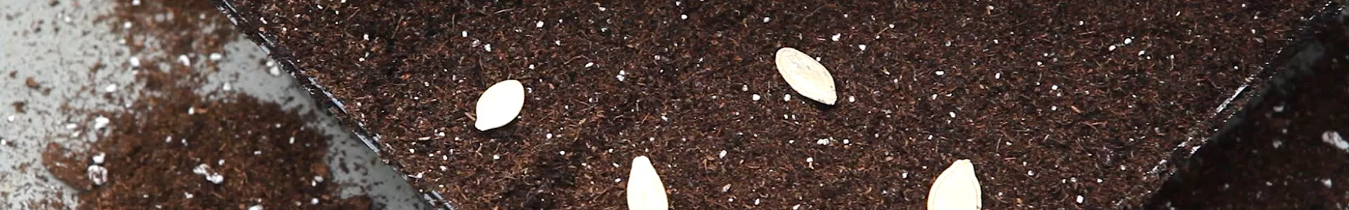 Kürbis - Aussäen von Samen (thumbnail).jpg