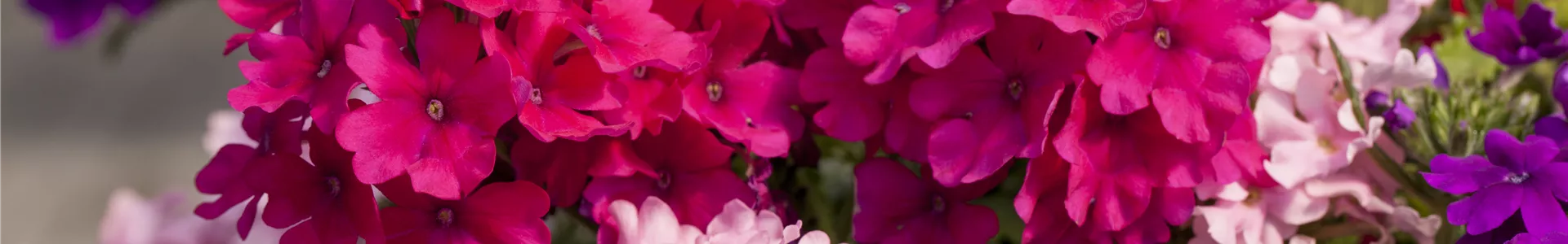 GS517918.jpg GS517918.jpg