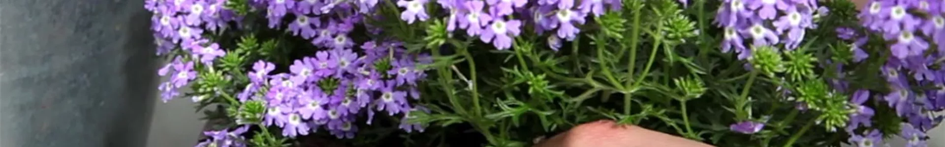 Eisenkraut - Einpflanzen in ein Gefäß (4).jpg Eisenkraut - Einpflanzen in ein Gefäß (4).jpg