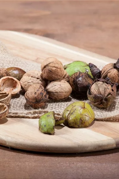 Juglans regia