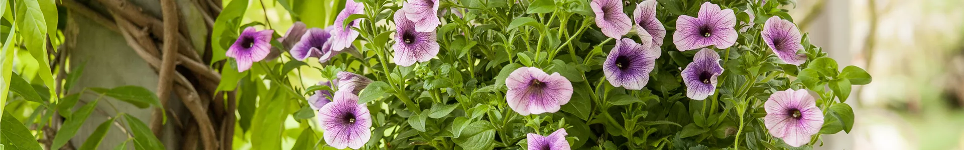 GS529462.jpg GS529462.jpg