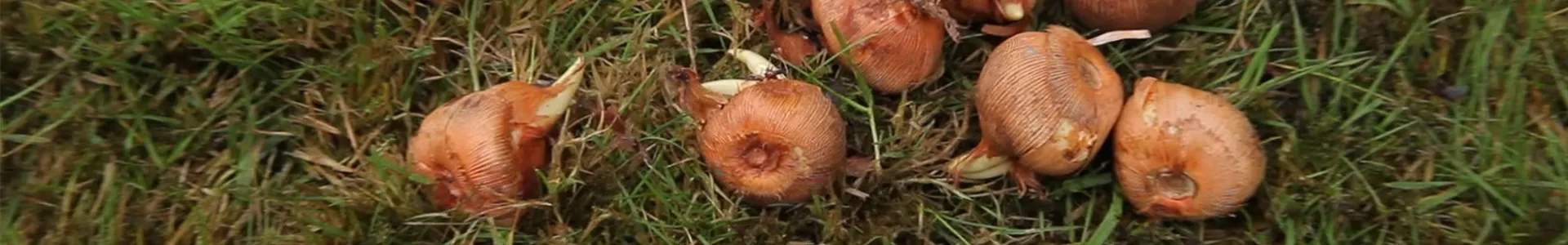 Krokusse - Zwiebeln einpflanzen (1).jpg