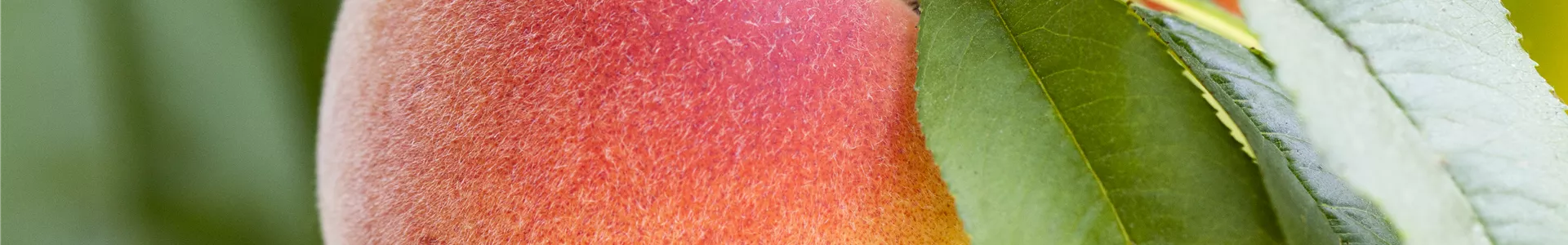 GS502610.jpg GS502610.jpg