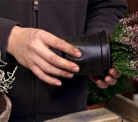 Blumenkübel – Herbstliche Bepflanzung