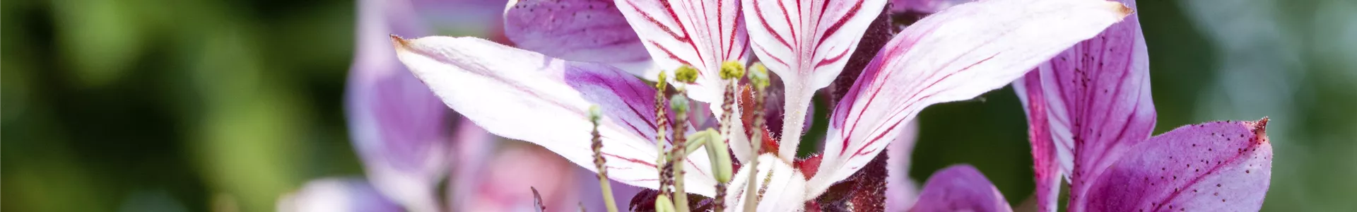 GS492660.jpg GS492660.jpg