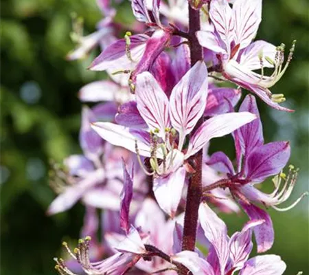 Diptam – Der brennende Busch im Garten