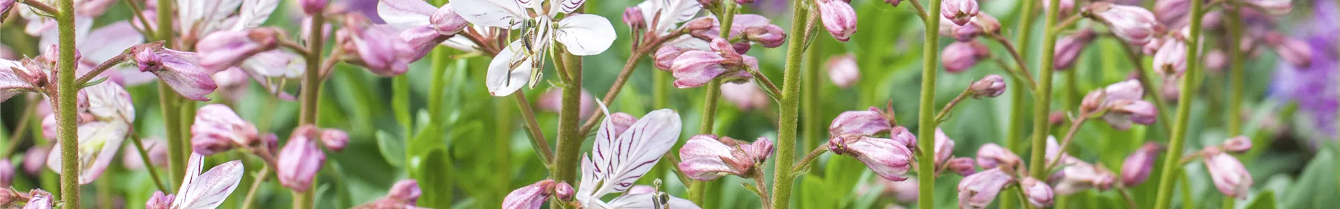 GS491460.jpg GS491460.jpg