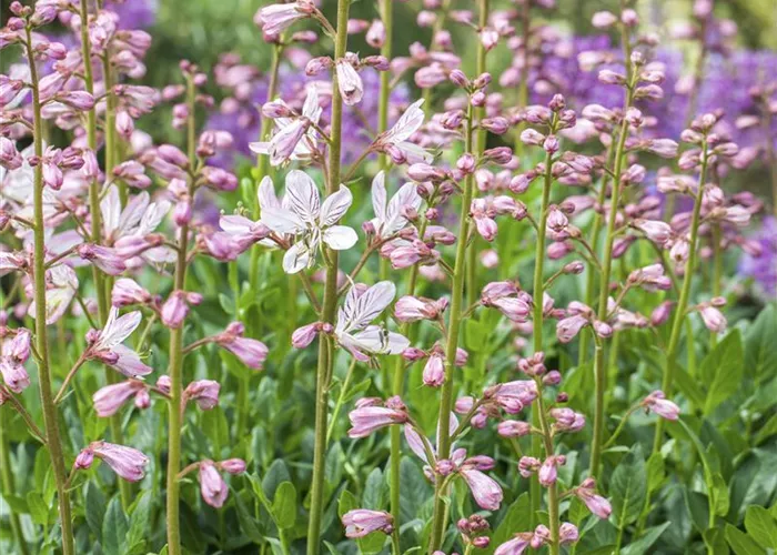 Diptam – wenn eine Pflanze Feuer fängt Diptam – wenn eine Pflanze Feuer fängt