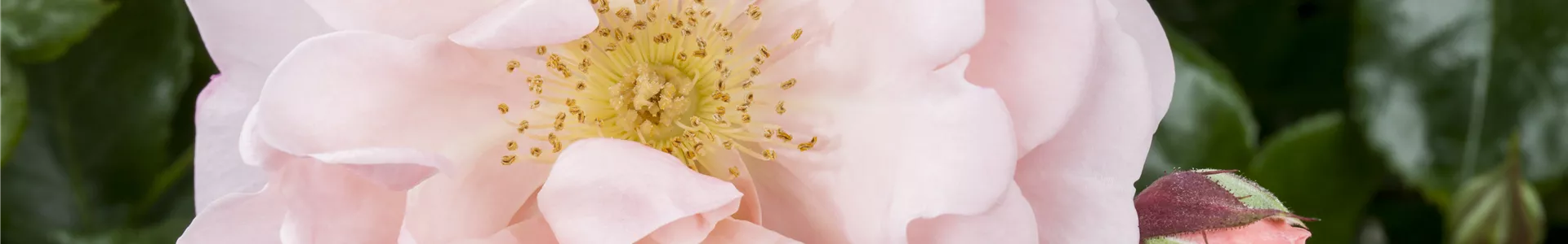 GS478055.jpg GS478055.jpg