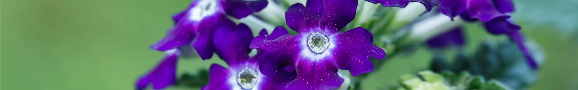 GS582741.jpg GS582741.jpg