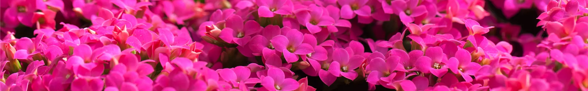 GS400803.jpg GS400803.jpg