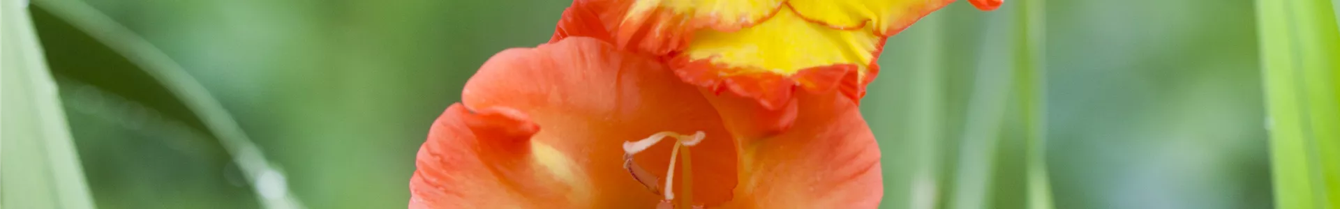 GS502555.jpg GS502555.jpg