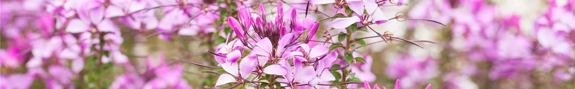 GS613615.jpg GS613615.jpg