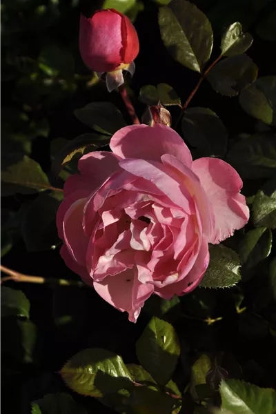 Rosa 'Kölner Flora'
