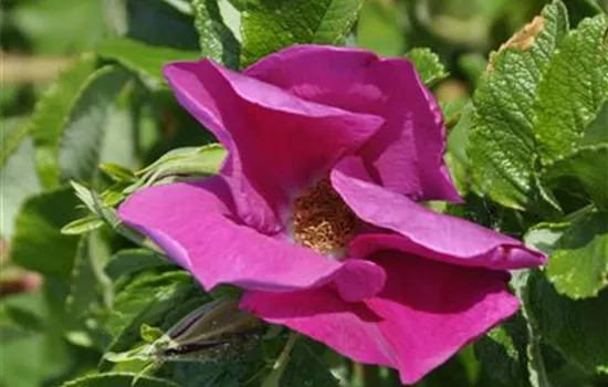 Rosa rugosa